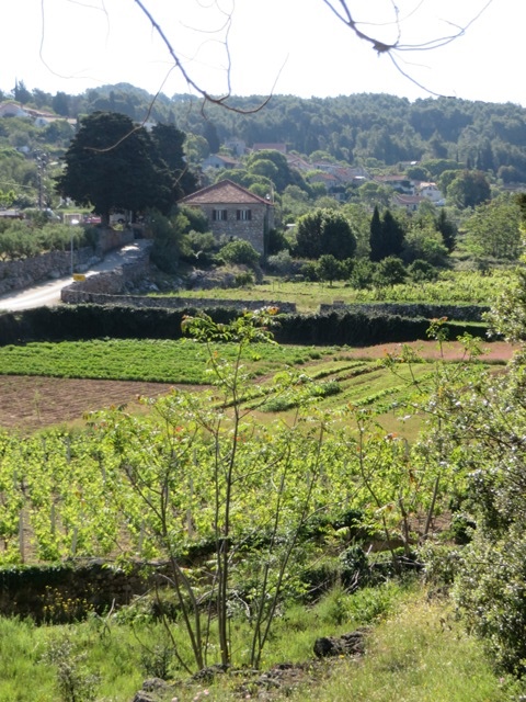 Dol vineyards
